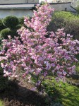 Magnolia Betty-pełnia kwitnienia