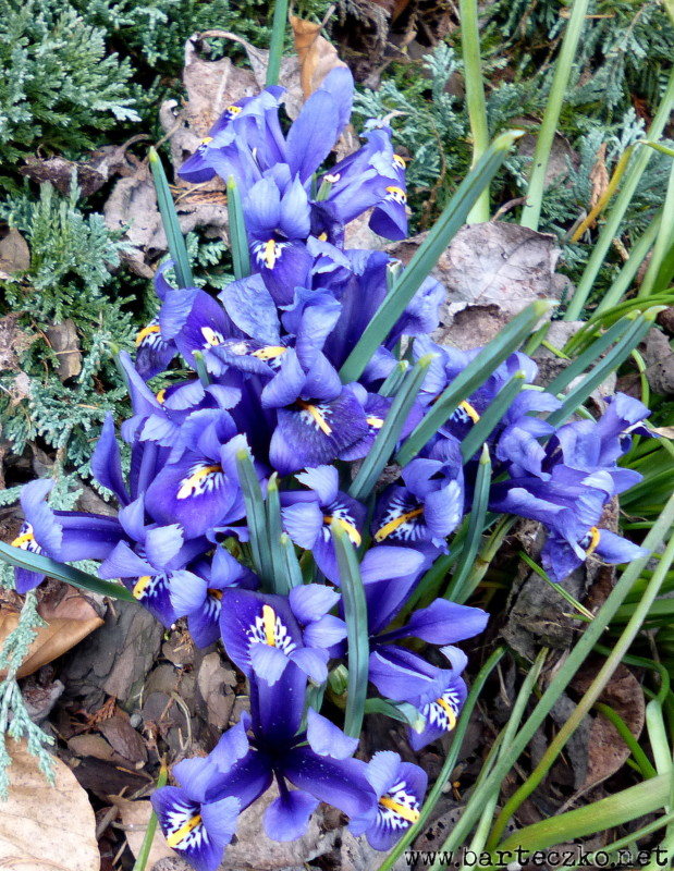 Kosaciec żyłkowany (Iris reticulata)