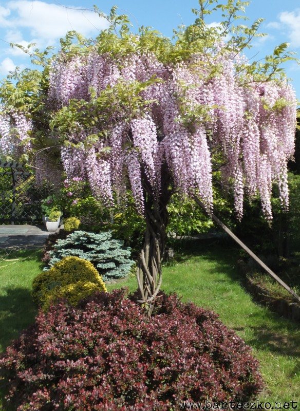 Wisteria - soliter w trzech odsonach | Jadwiga Barteczko